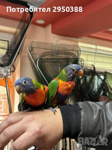 Папагали многоцветно лори млади