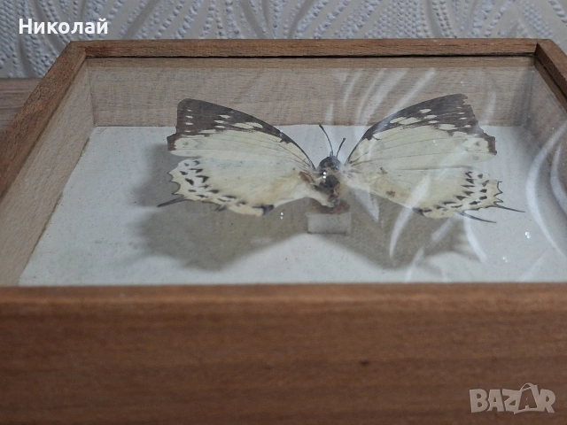 Препарирана Пеперуда в Рамка, снимка 8 - Декорация за дома - 54175284