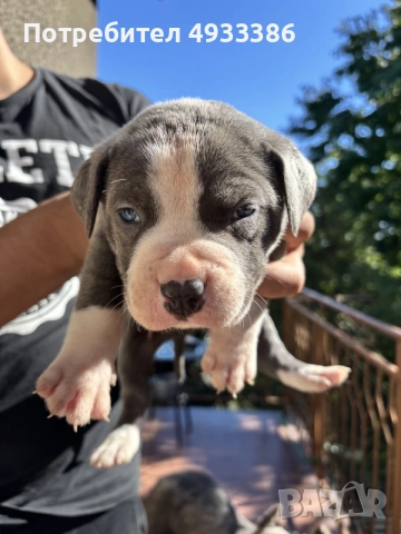 American Bully XL/Американско Були ХЛ, снимка 2 - Питбул - 56309405