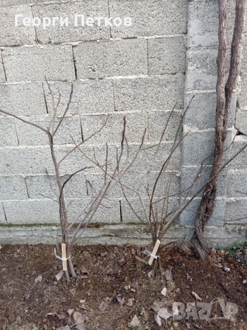 Смокинови фиданки, снимка 2 - Разсади - 54362202