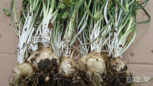 Орнитогалум, Гарвански лук (Ornithogalum), снимка 2 - Градински цветя и растения - 53356716