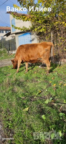 Свободни 6 редовни крави , снимка 5 - Крави - 52412161