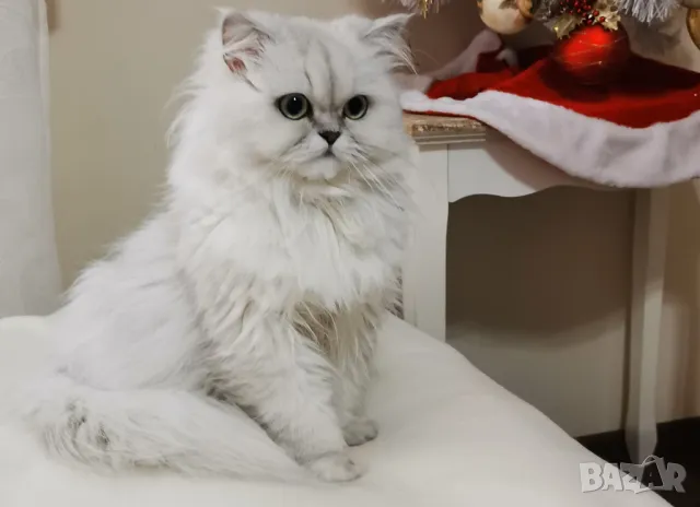 Сребърна чинчила, британска дългокосместа котка, коте, котенце