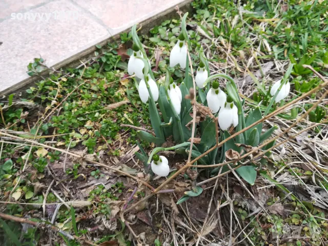 ГРЪМ ЛУКОВИЦИ С КОКИЧЕТА 1002250748, снимка 5 - Градински цветя и растения - 49049903