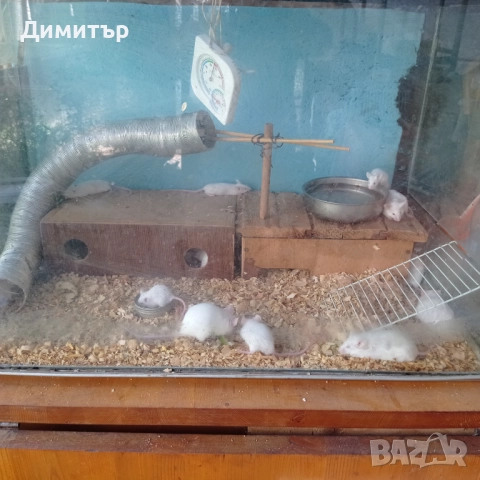Бели мишки мишкета, снимка 2 - Други - 51510700