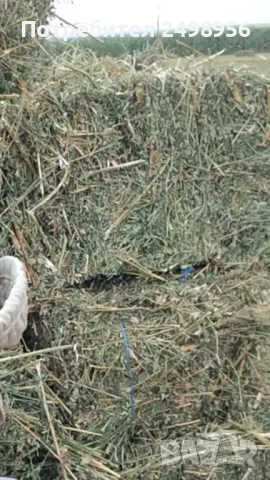 Бали люцерна реколта 2025, снимка 1