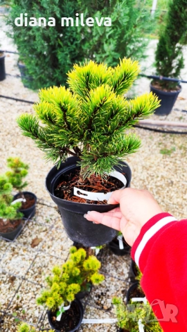 Pinus mugo Dezember gold(Клек Декемврийско злато), снимка 11 - Градински цветя и растения - 52113275