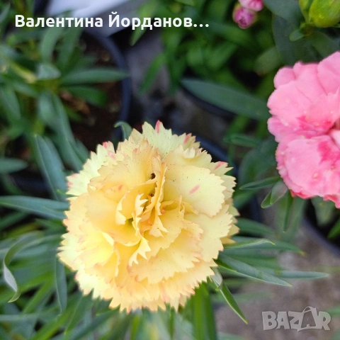 силно ароматен карамфил , снимка 5 - Градински цветя и растения - 54333921