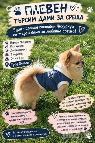 Мъжко Чихуахуа за разплод