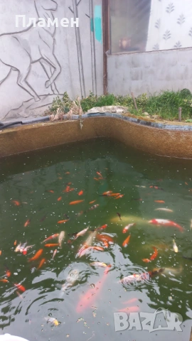 Японски шаран KOИ, снимка 5 - Рибки - 49475855