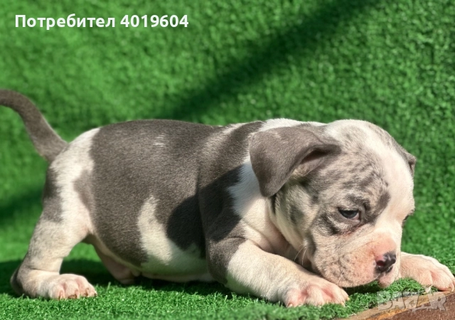 Американско були покет мерле, снимка 11 - Други - 52792170