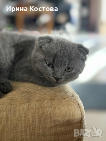 Малко игриво клепоухо шотландче, снимка 6 - Британска късокосместа - 53185202