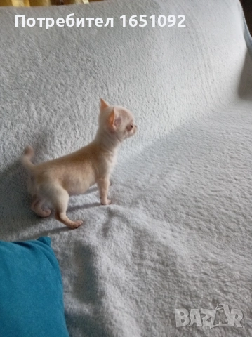 Чихуа, снимка 6 - Чихуахуа - 52440991