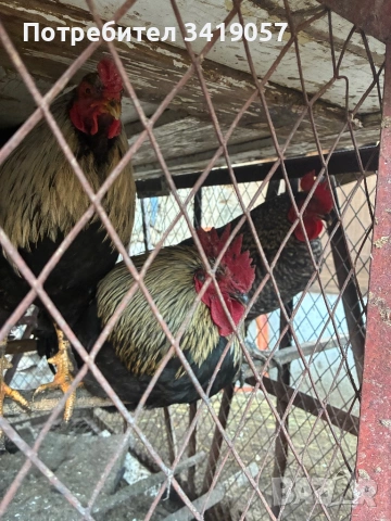 Продавам петели , снимка 4 - Кокошки и пуйки - 54335313