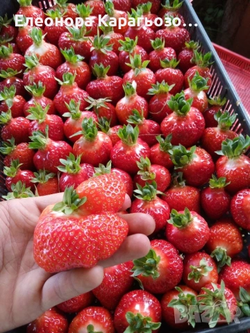 Разсад ягоди, снимка 6 - Разсади - 53883969