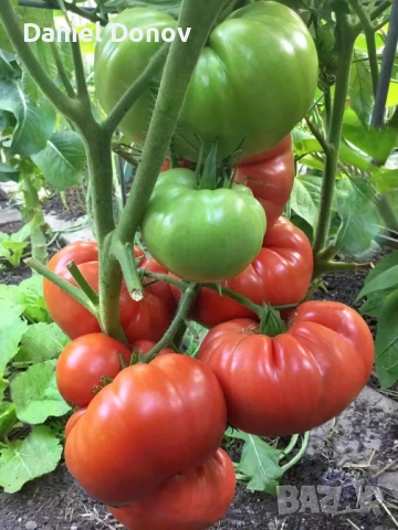Семена домати от Селски червен и Селски розов гигант