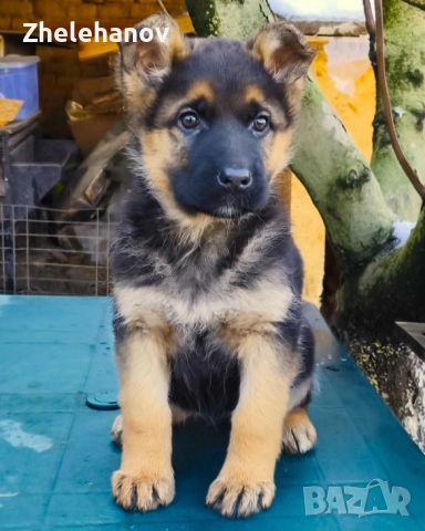 Немска Овчарка от Развъдник "Von Zhelehanov"