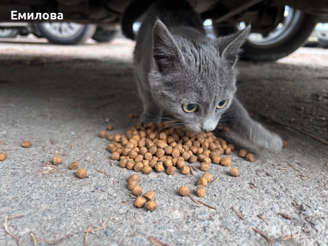 Коте търси дом за Коледа , снимка 2 - Други - 52834610