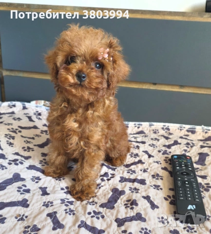 Уникално момиченце Той / Тйи къп пуделче, снимка 3 - Пудели - 54131488