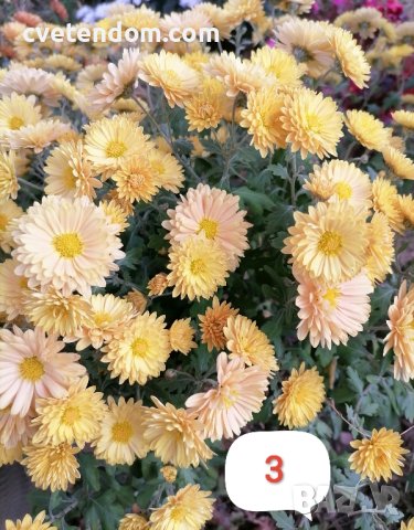 Кълбовидна хризантема разсад, снимка 11 - Градински цветя и растения - 40313222