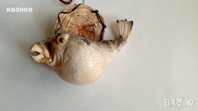 Риба папагал, снимка 3 - Колекции - 30146640