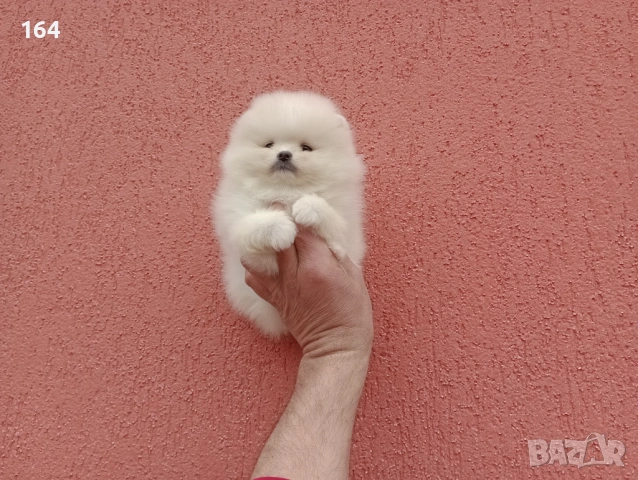 Чисто бели мини Померани. Реални снимки !!! , снимка 7 - Померан - 53895518