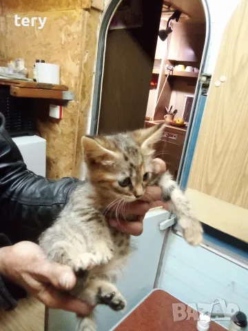 Продавам разкошни полуперсичета на 2 месеца Варна , снимка 2 - Персийска - 56229574