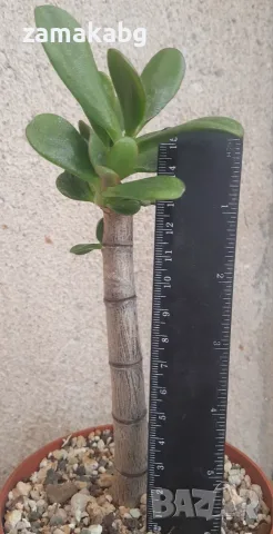 Красула, дървото на живота (Crassula ovata), сукулентно растение