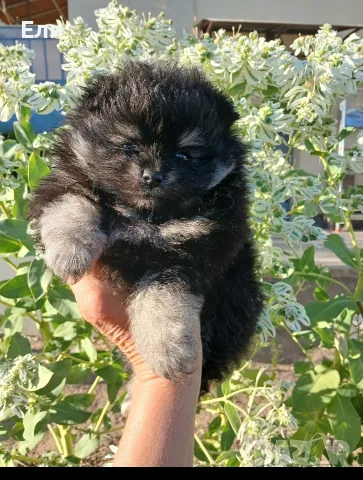 Померан момиченца