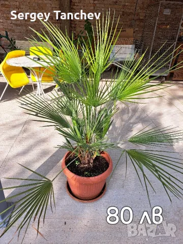 Бананови палми и др, снимка 5 - Градински цветя и растения - 47992799