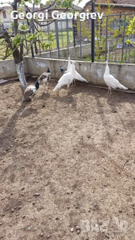 Пауни - Бял и Арлекин, снимка 3 - други­ - 49854186