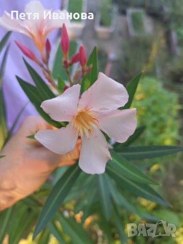 Олеандър (зокум, лян) , снимка 3 - Градински цветя и растения - 42212426