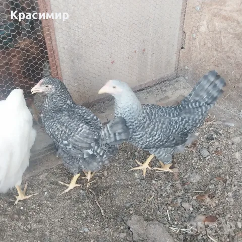 Ярки и петлета (селски), снимка 9 - Кокошки и пуйки - 56070860