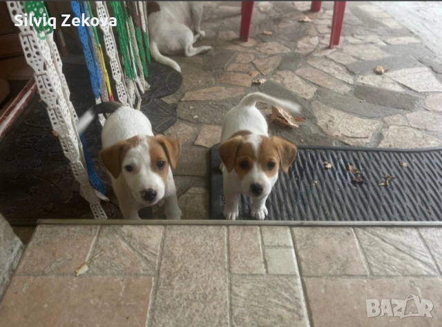 мини Джак Ръсели