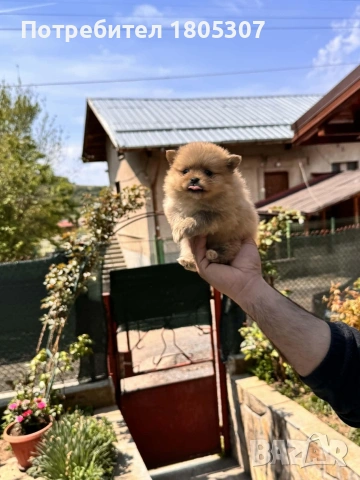 продавам померани, снимка 2 - Померан - 54359499