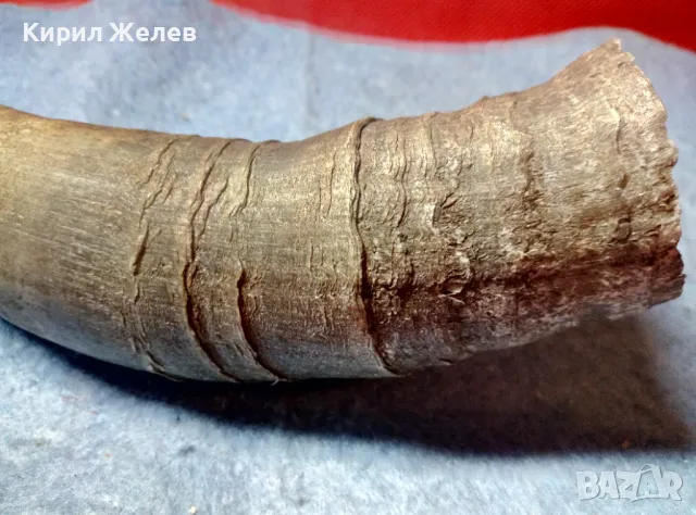 Стар БИВОЛСКИ ГОВЕЖДИ РОГ За КОЛЕКЦИЯ ТЕМАТИЧНА ДЕКОРАЦИЯ 47837, снимка 4 - Други ценни предмети - 47971760