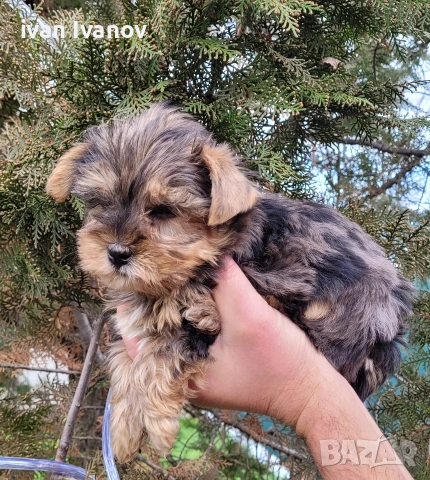 Йоркширски териер мини-мерле!!!, снимка 7 - Йоркширски териер - 53060345