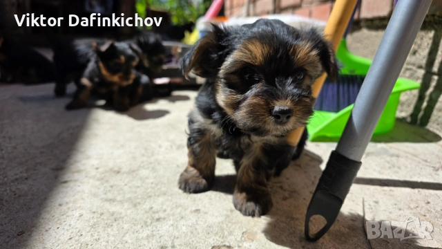 Мини йорки, снимка 5 - Йоркширски териер - 54316527