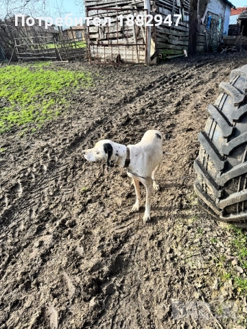 Английски пойнтер, снимка 3 - Пойнтер - 47344833