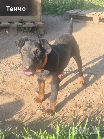 Мъжки ягдтериер