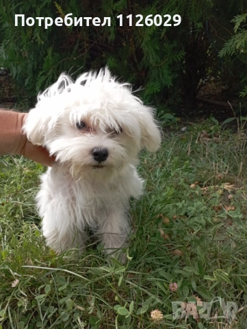 Малтийски болонки - женски