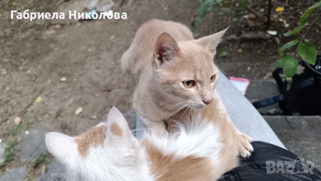 Подарявам коте СПЕШНО , снимка 11 - Други - 56334764