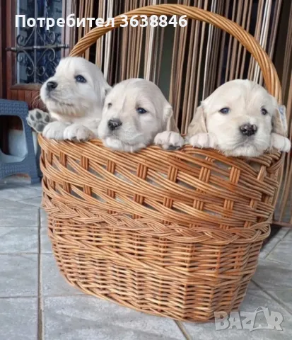 Голдън ретривър, снимка 1