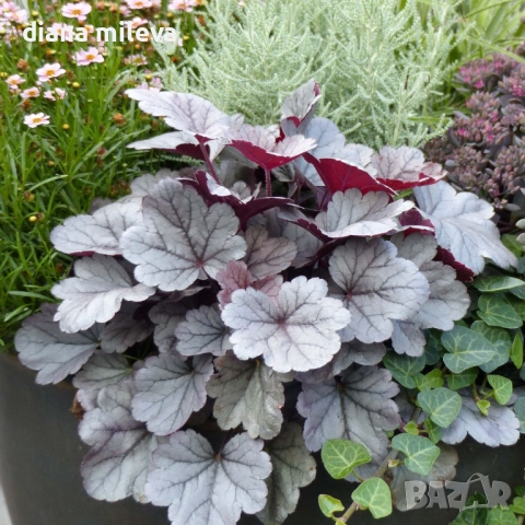 Хойхера „Сребърна боровинка“, Heuchera Silverberry, студоустойчива, за сянка