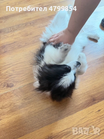 Мини шпиц - померан , снимка 2 - Померан - 54226693