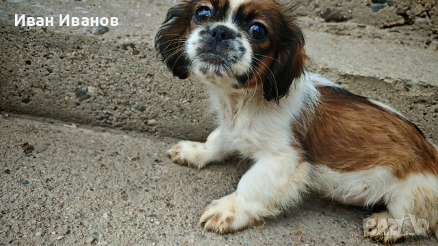 Пикинез и Ши Тцу, снимка 1