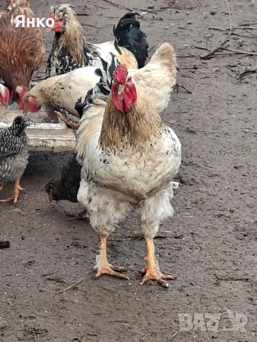Домашни петли, снимка 4 - Кокошки и пуйки - 52912712