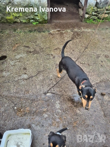 подарявам женски кученца, снимка 2 - Други - 54102819
