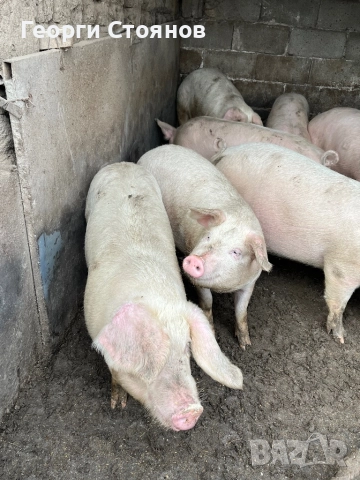 Свободни!! Домашни Прасета, снимка 7 - Прасета - 52895180