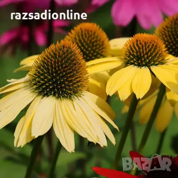 Ехинацея p. 'Mellow Yellow'